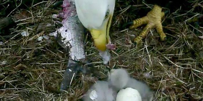 Second Bald Eagle Hatches in Washington DC