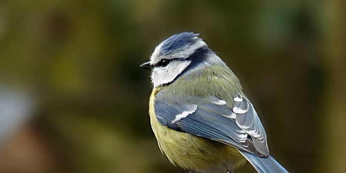 Urban Blue Tits Lay Larger Eggs Than Their Forest-Dwelling Counterparts