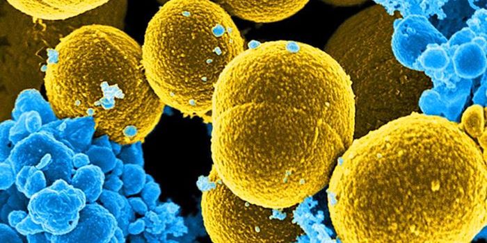 When Different Microbes are Present, Antibiotics are Less Effective