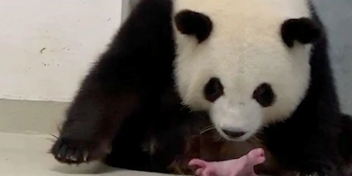 Berlin Zoo Welcomes Two Newborn Giant Panda Cub Twins