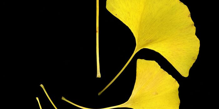 From Ancient Leaves to Modern Stroke Care: The Next Stage for Ginkgo