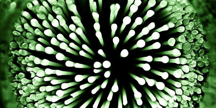 An Antibacterial Molecule Links Chronic Inflammatory Disease & Gut Microbiome