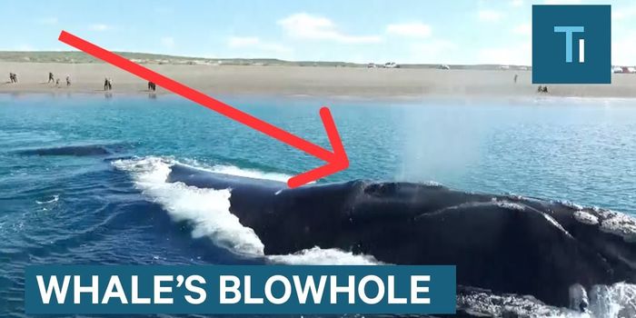 About That Mist That Comes Out of a Whale's Blowhole...