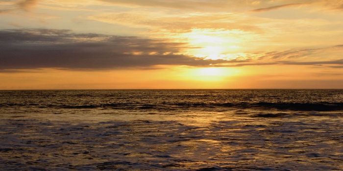 Massive Survey Reveals Nearly 200,000 New Marine Viral Species