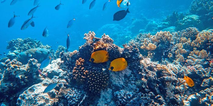 New survey shows record amounts of coral in Great Barrier Reef