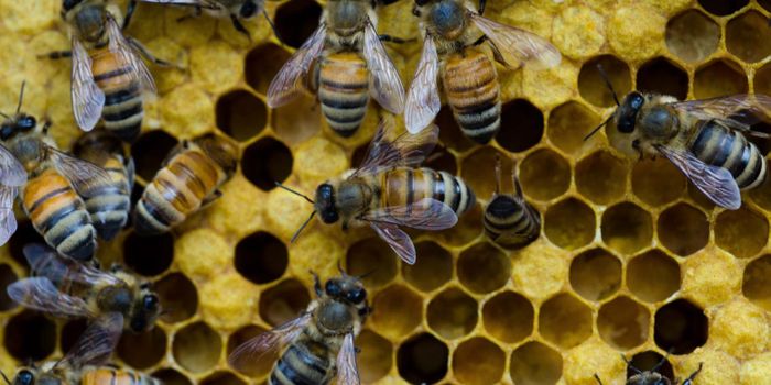 Genetically Engineered Bacteria Can Protect Bees From Pathogens