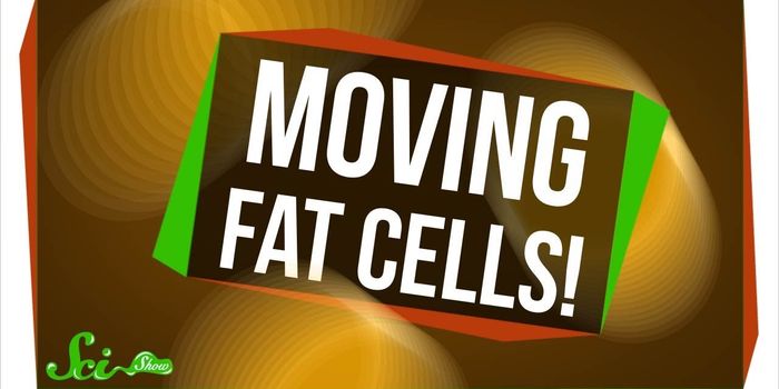How Fat Cells Heal Wounds