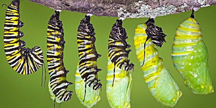 Transformation: what happens inside a chrysalis