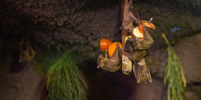 Nipah Virus: Moderna Invests in a Vaccine for the Virus that Fauci Calls a 'Pandemic Threat'