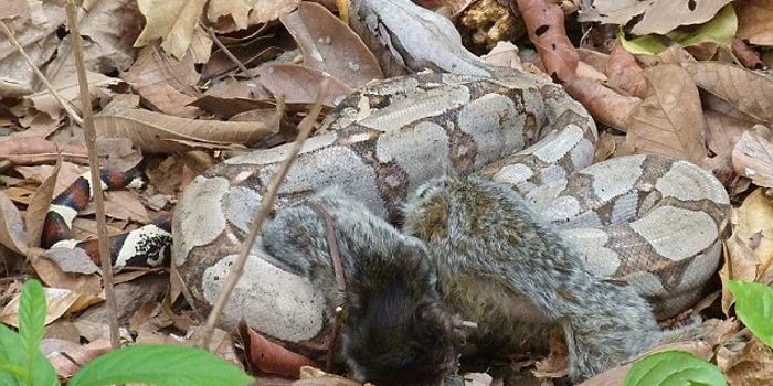 Boa Constrictor Spotted Attacking Two Marmosets At One Time
