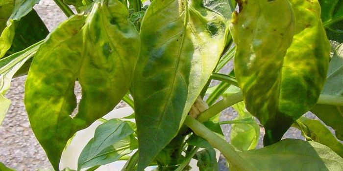 Glyphosate Exposure Causes Liver Disease in Rats