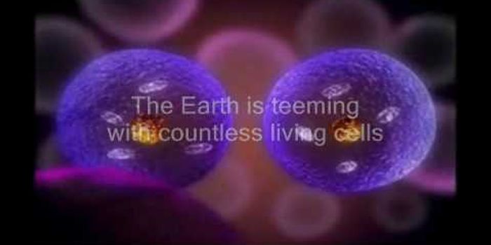 Cell Division and the Cell Cycle