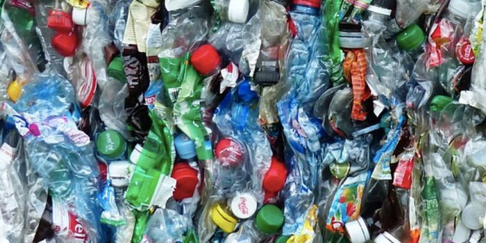 How Superworms Can Help Us Recycle Plastics