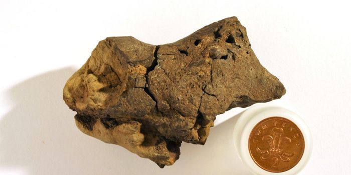 Is This the First Known Fossil of a Dinosaur Brain?