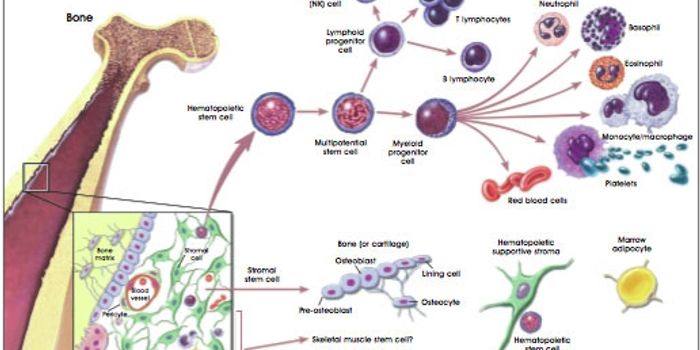Toward a Better Understanding of Blood Cell Differentiation