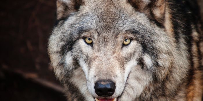 Could Wolves Be Man's New Best Friend?
