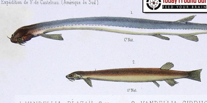 Cross your legs! Can that fish really swim up your pee-hole?