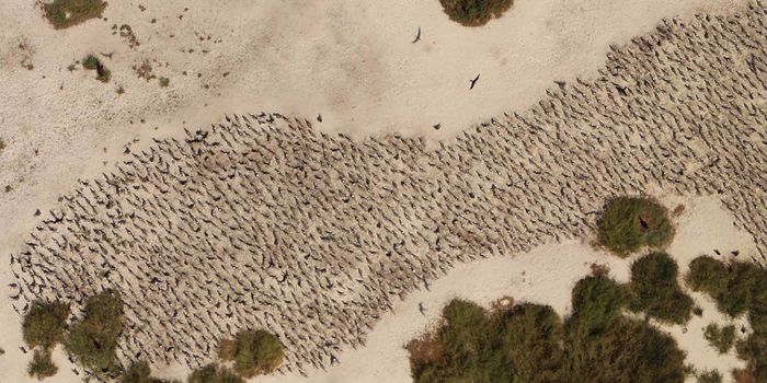 Drones Could Significantly Improve Environmental Surveys of Wildlife