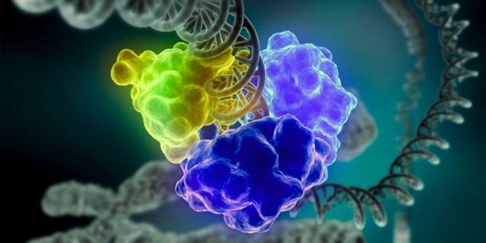 DNA Repair and a Link to Oxidative Stress