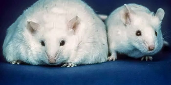 Reducing Cellular Stress Can Improve Fertility