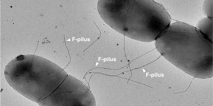 Gut Microbes Swap Resistance Genes Even More Easily Than We Knew