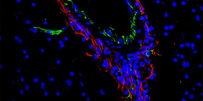 New Drug for Multiple Sclerosis? Potential Therapeutic Treatment Uncovered