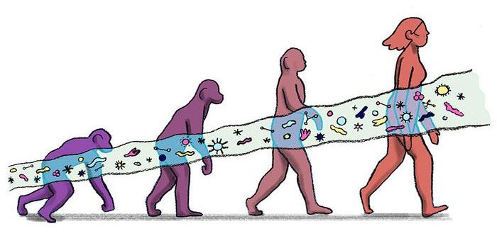 Did Humans' Brain Size Come From Gut Microbes?