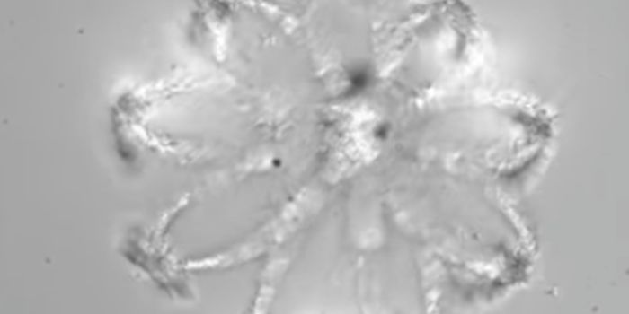 Growing Closer to 3D Printed Organs