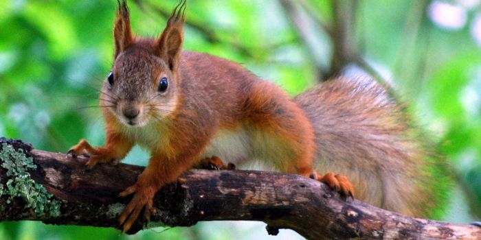 Red Squirrels Carry Leprosy Bacteria, but are not a Danger to Humans