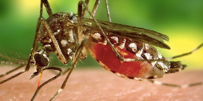 A Genetically-engineered Mosquito to Combat Malaria