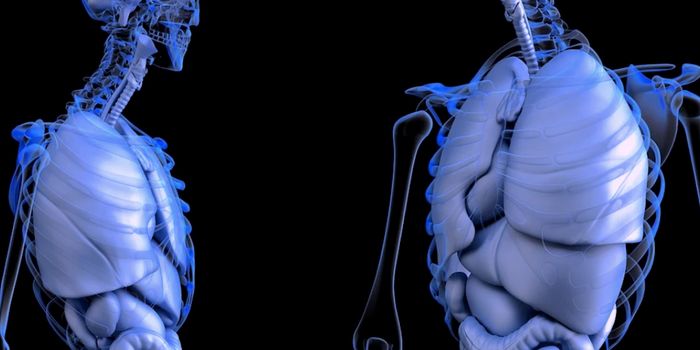 New 'Bio-ink' Gets 3D-Printed Organs Closer to Reality