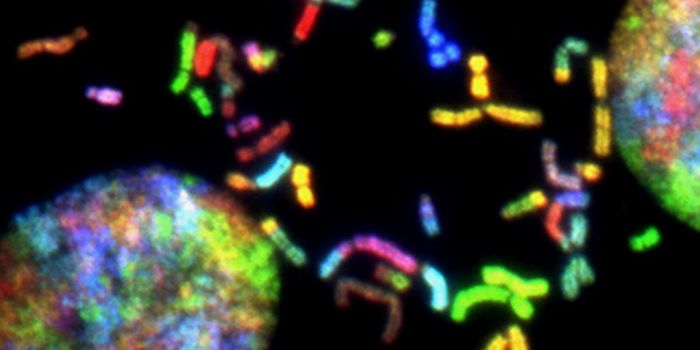 Medicinal Cannabis Kills Cancer Cells