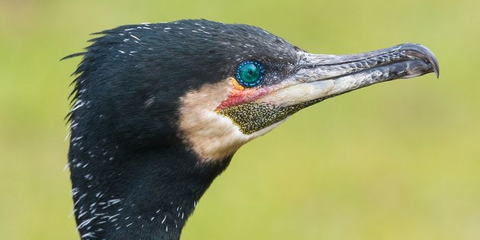 Why Did the Galapagos Cormorant Lose its Ability to Fly?