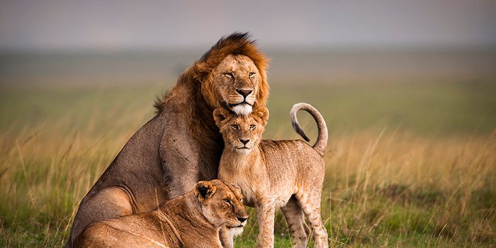 On the Spot DNA Checks Fight Animal Trafficking