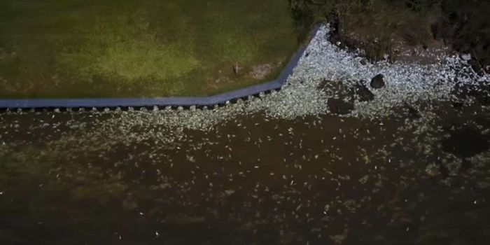 Parts of the Texan Coastline Are Littered with Dead Fish