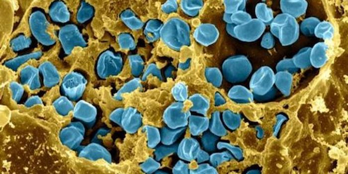 Natural Molecule has a Potent Anti-inflammatory Impact