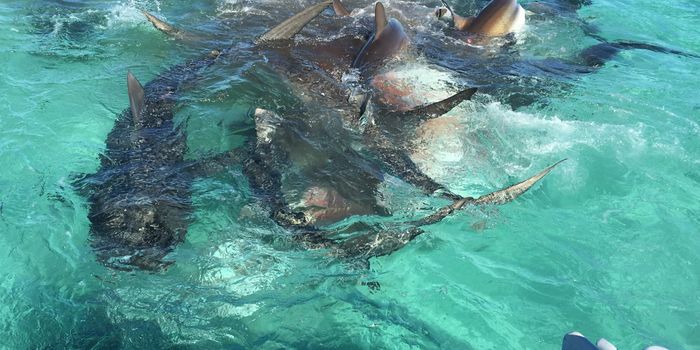 Drone Footage Shows Dozens of Sharks Snacking on a Whale