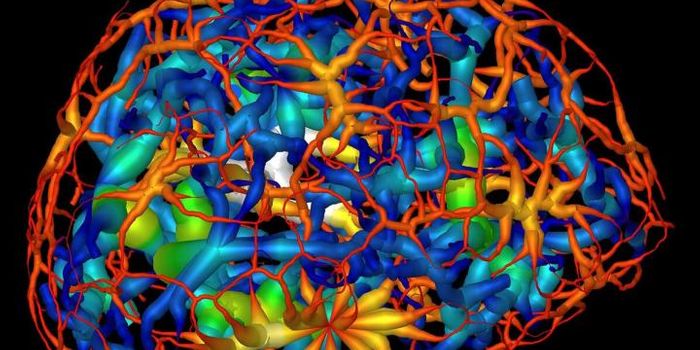 Imaging Technique Reveals Movement of Genetic Material Within Nucleus