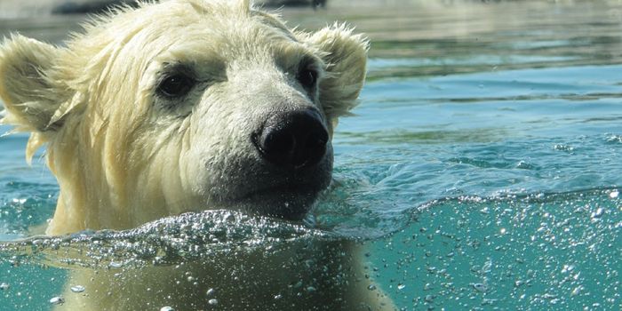 Have You Ever Seen a Polar Bear Go 'Porpoising' Before?