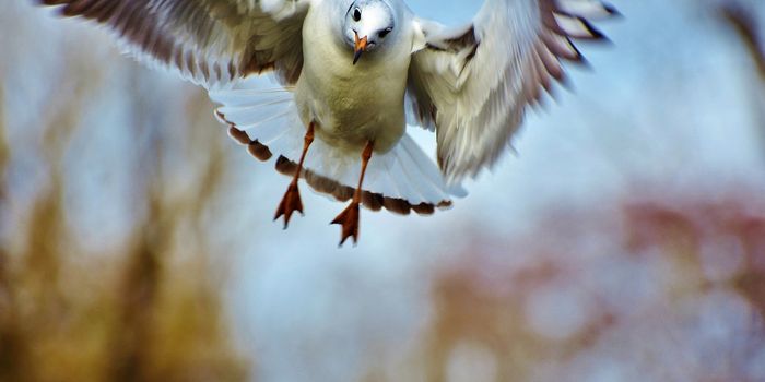 Study Finds All Sorts of Garbage in Seagulls' Stomachs