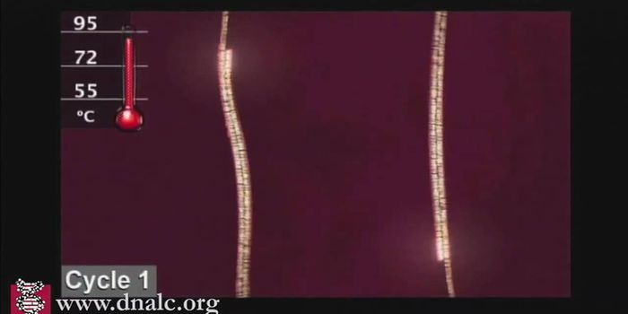 Polymerase Chain Reaction (PCR)