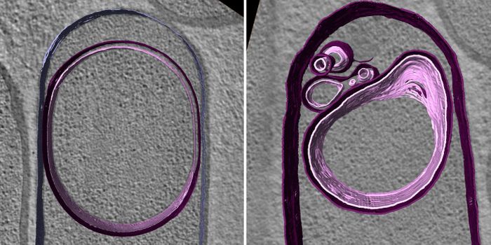 DNA Pumps up Bacterial Cells