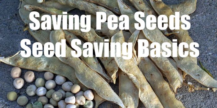 How to save seeds