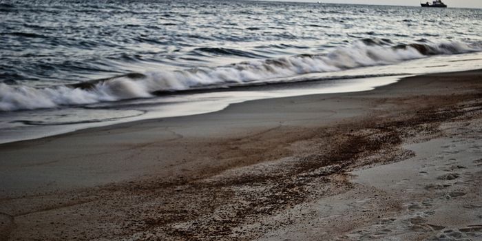 Smart sponge selectively absorbs oil