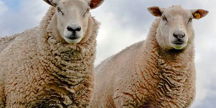 Translational medicine: when is it ethical to use trials on animals?