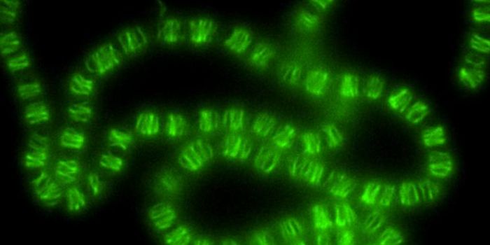 Cyanobacteria Find Another Use for DNA
