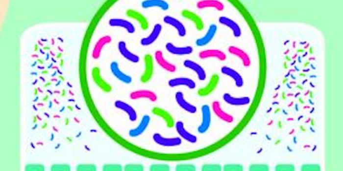 Cleaning out Gut Bacteria may Improve Heart Failure