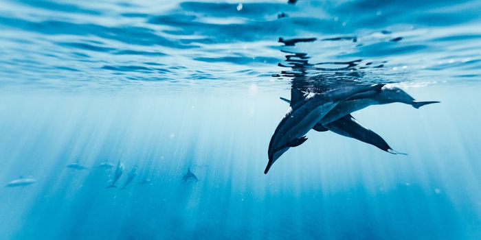 Dolphins Use Coral to Treat Skin Conditions