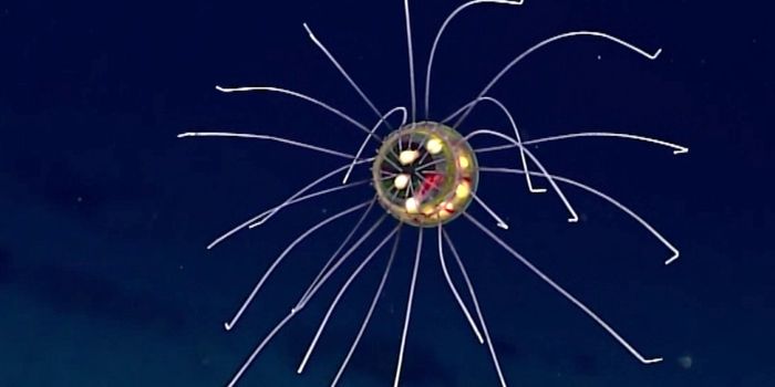 NOAA Captures Incredible Jellyfish Footage in Mariana Trench