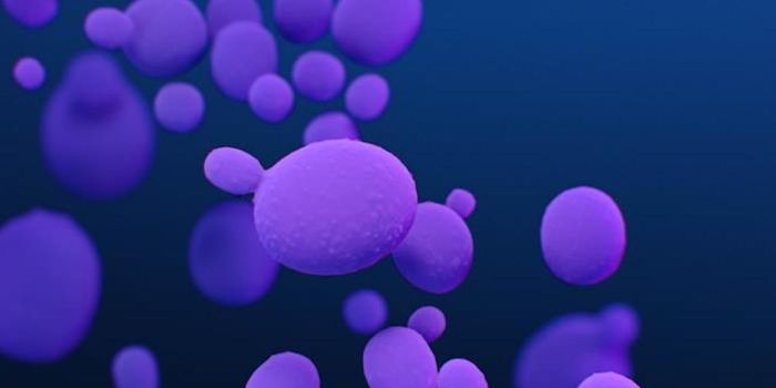 A Fungal Pathogen Can Live in Dogs' Ears